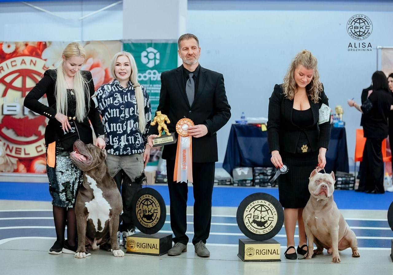 Участие в выставках. Американские булли XL в г. Калининград. Питомник Great Bully UNIVERSE