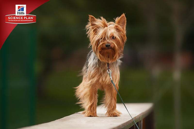 Фотосъёмка для компании Hill`s (2017, перенос со старого сайта). Фотограф собак, фотограф-анималист Аня Титова (Titanya). Москва