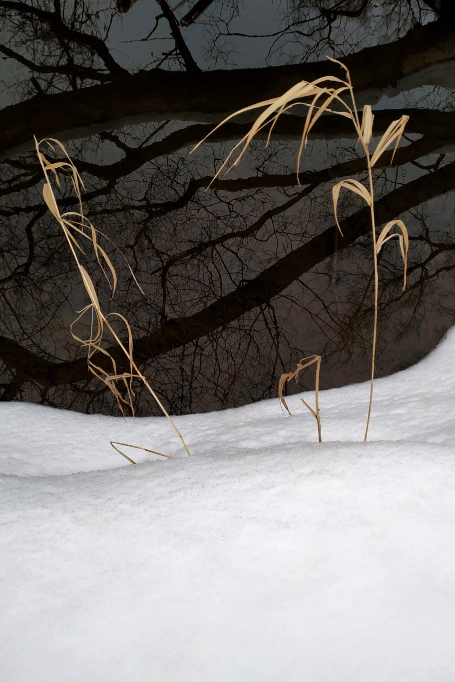 Зимние травы. Предметная фотография. Москва