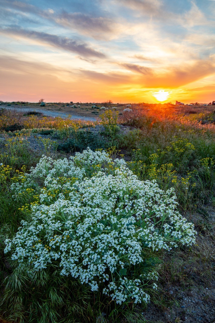 Степной букет, Природа, Алексей Касаткин, Москва