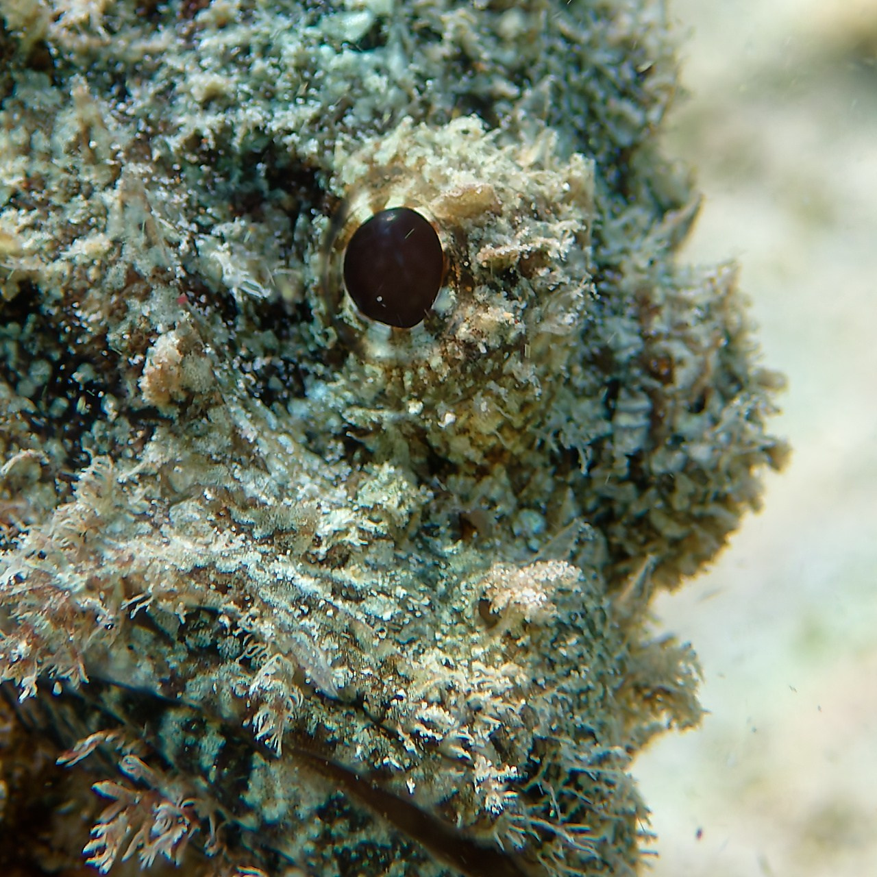 Мне посмотреть. Рыбов показываю