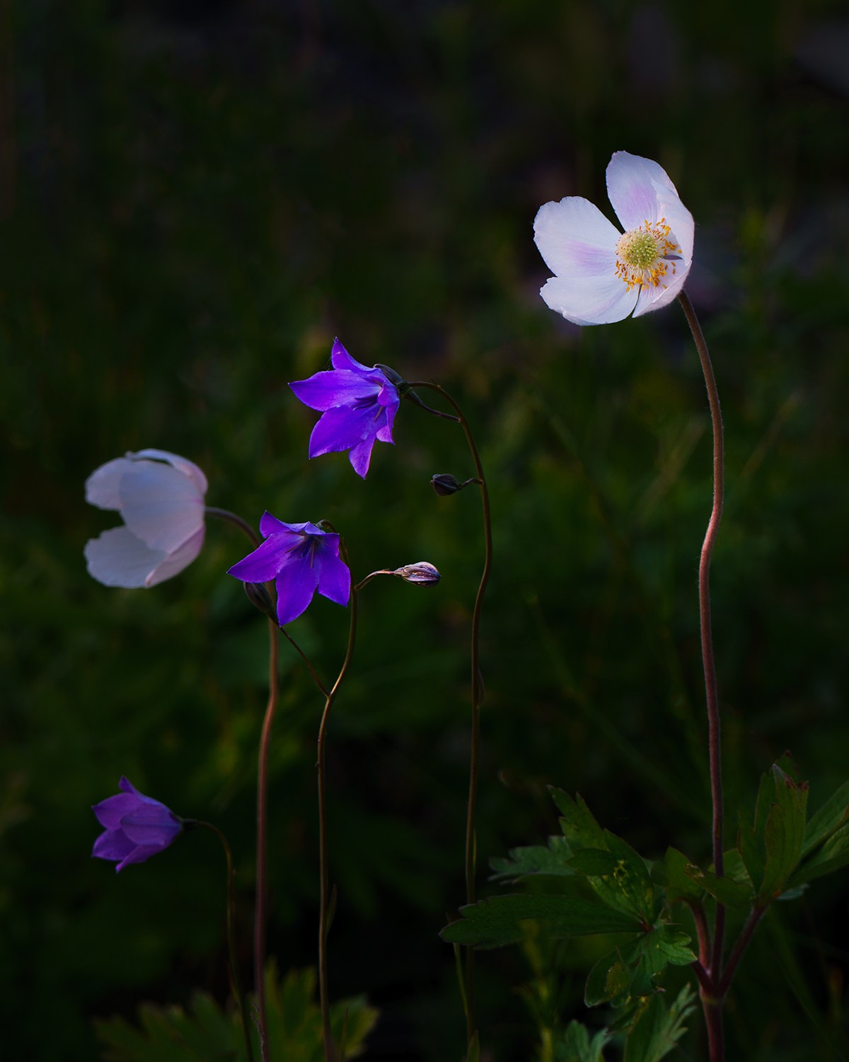 В мире цветов. Пейзажный фотограф Руслан Лукманов