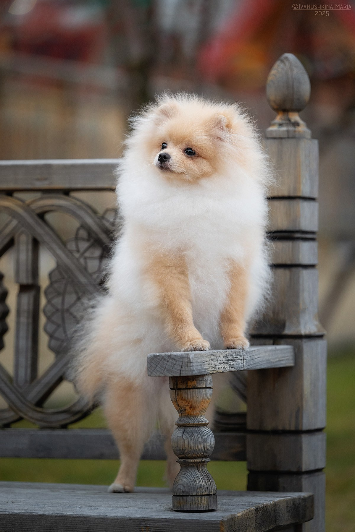 Фотосессия щенков на продажу. Фотограф собак в Москве и Московской области Иванушкина Мария