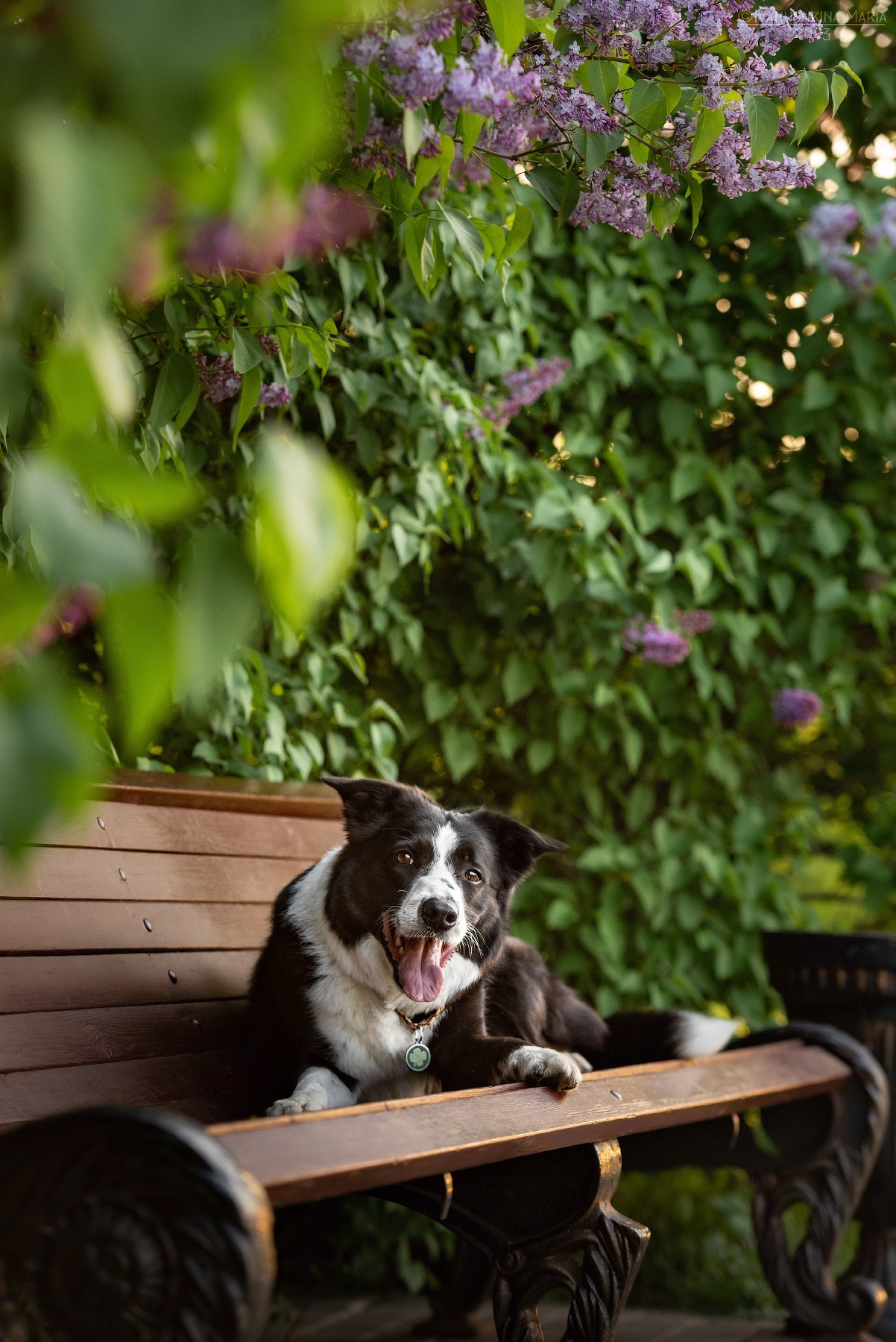 Фотограф-анималист. Фотограф собак в Москве и Московской области Иванушкина Мария
