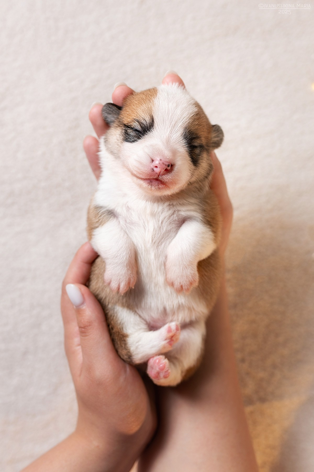 Ньюборн фотосессия щенков. Фотограф собак в Москве и Московской области Иванушкина Мария