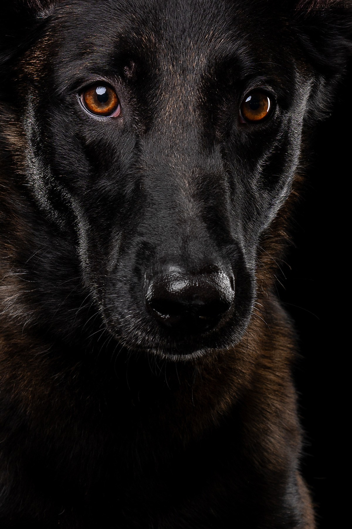 Фотосессия собаки в студии. Фотограф собак в Москве и Московской области Иванушкина Мария