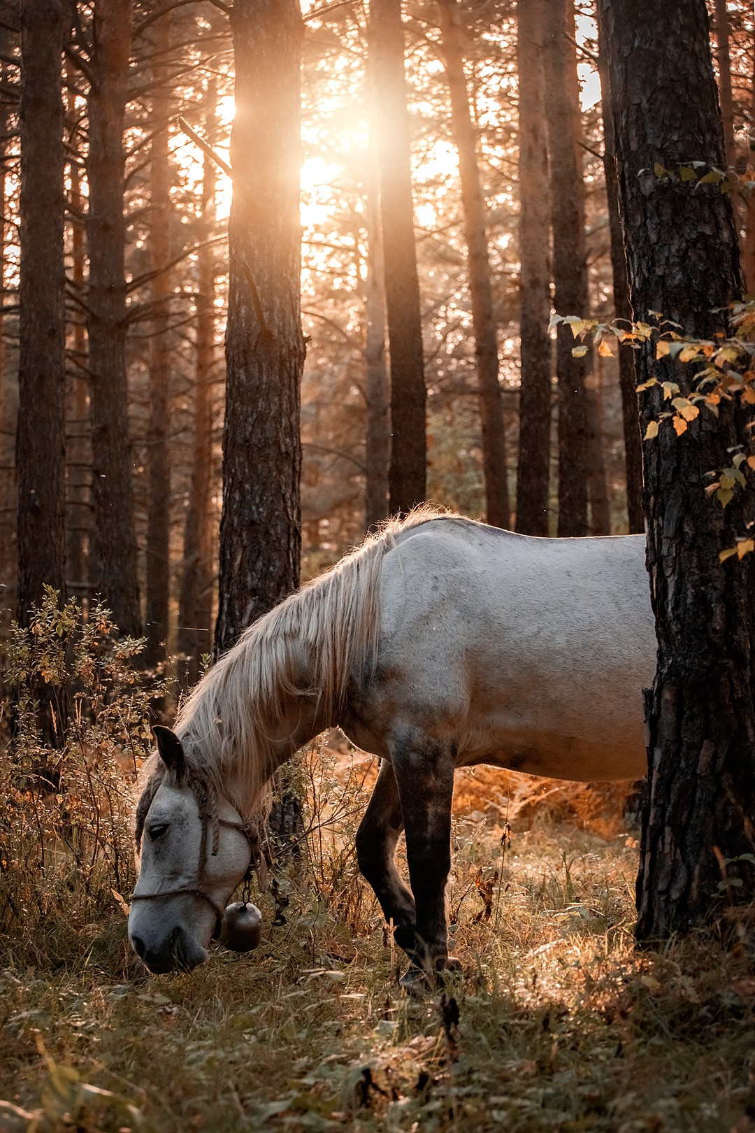 Осенний Горный Алтай '23. BrisArts