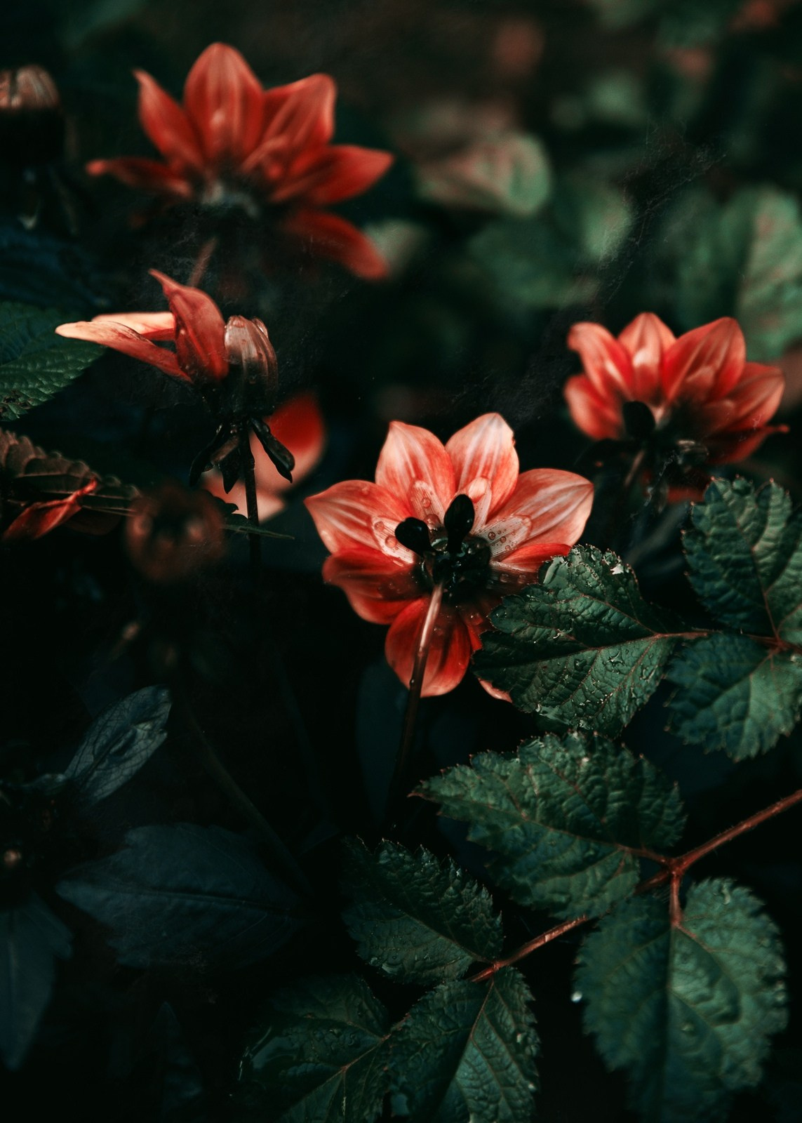 Красивые фотографии цветов фотограф