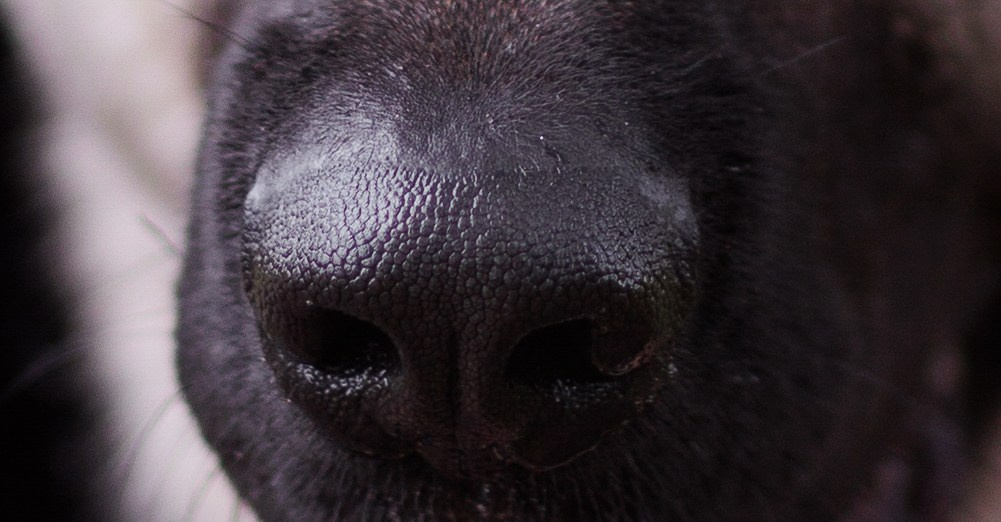 Оксана И Норд. Фотограф — Анималист Наталья Тямушева