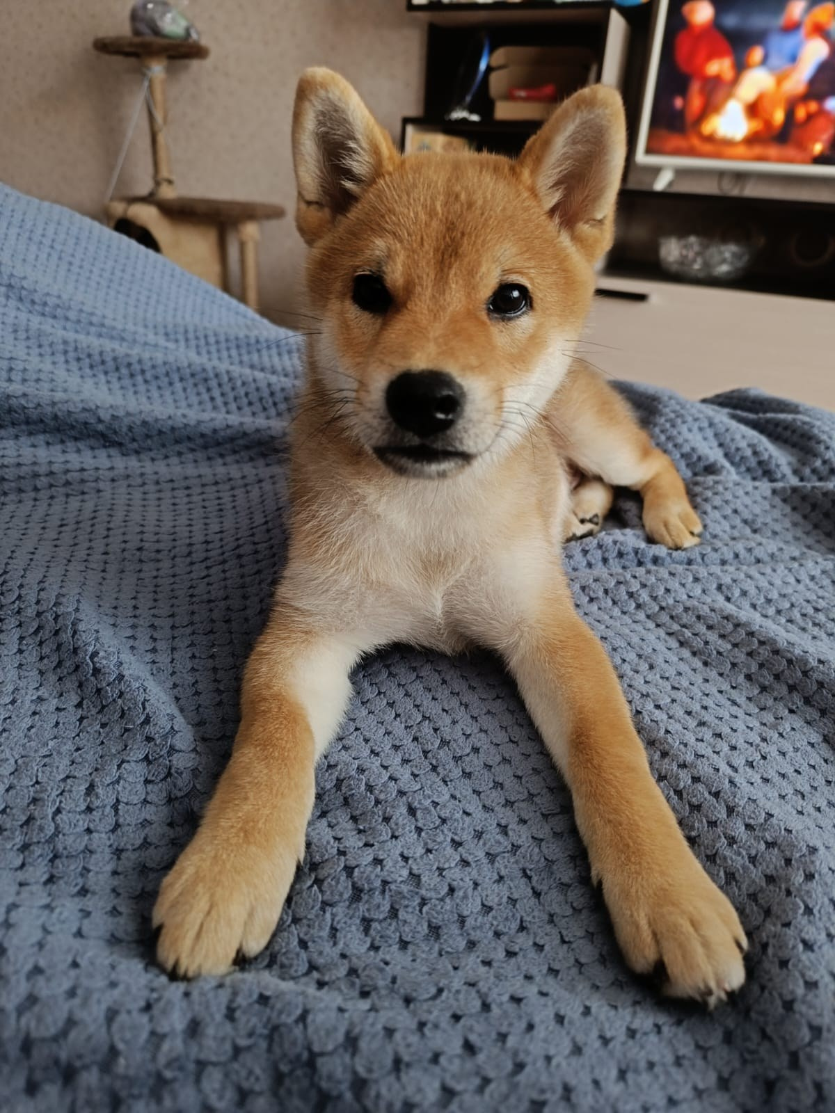 Сиба Rubylight Germes питомник Рубилайт