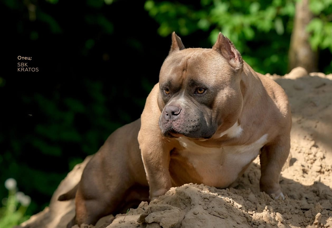 Родители Челси. ПИТОМНИК СОБАК ПОРОДЫ АМЕРИКАНСКИЙ БУЛЛИ