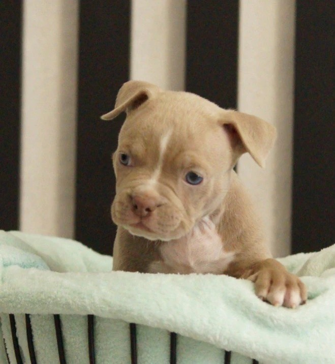 Щенки Американский булли. ПИТОМНИК СОБАК ПОРОДЫ АМЕРИКАНСКИЙ БУЛЛИ