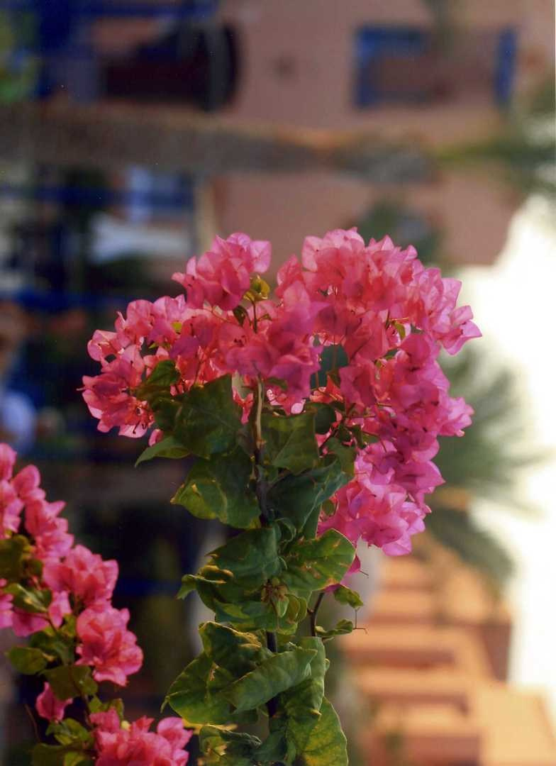 Египет 2008 г. Улица, люди, жизнь…