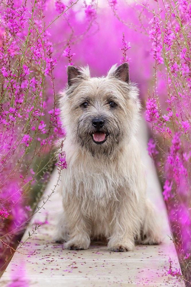 Съёмки собак на природе. Фотограф-анималист Natalia Deingel | Фотосъемка собак в Москве