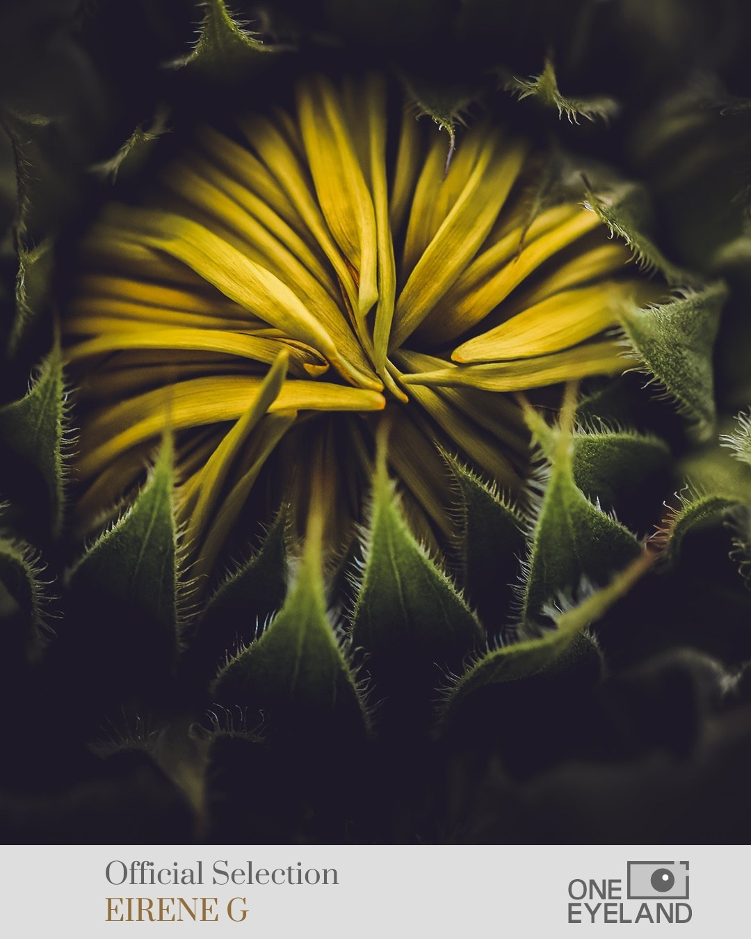 ONEEYELAND GALLERY. Eirene G |  Photoartist | Flowers from my garden