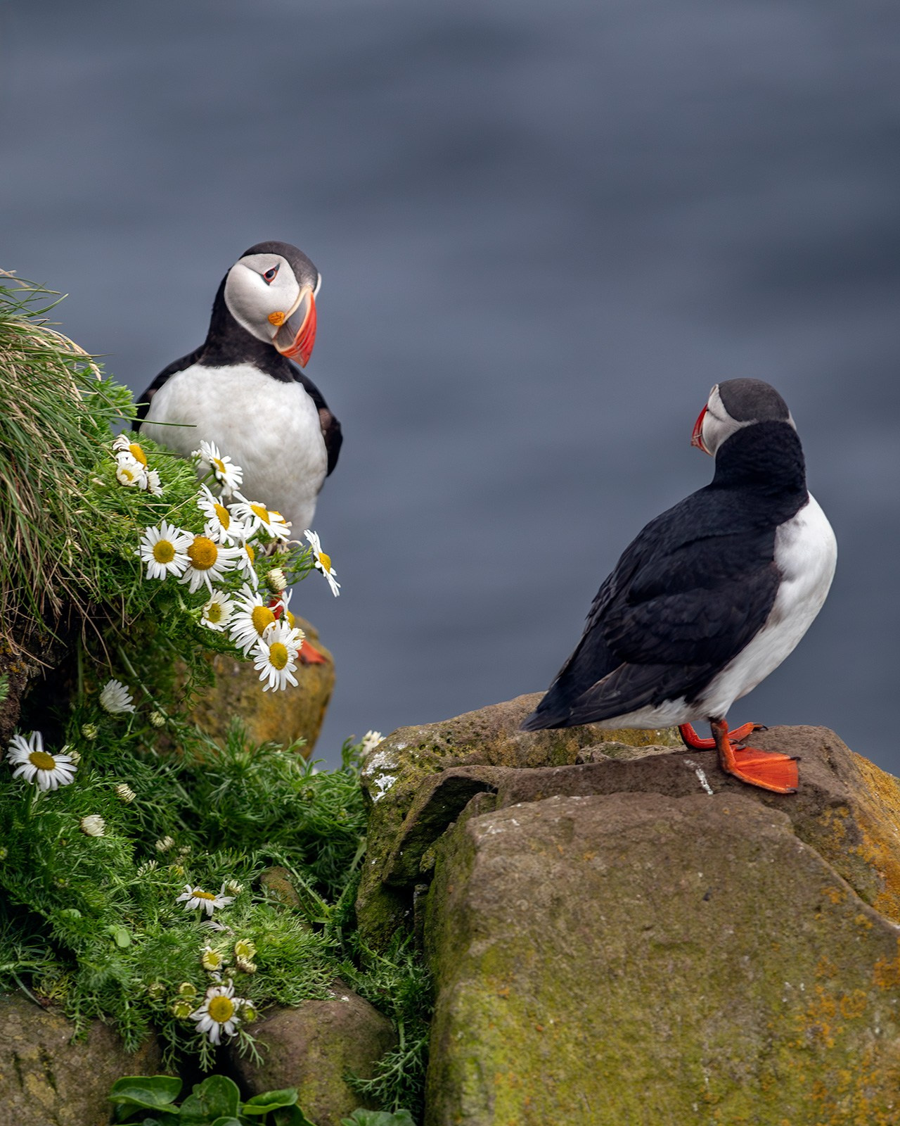 Тупики (Исландия). Фотограф Владимир Остапенко