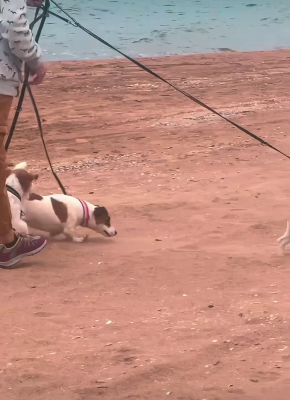 Lovely-Orange питомник джек рассел терьеров