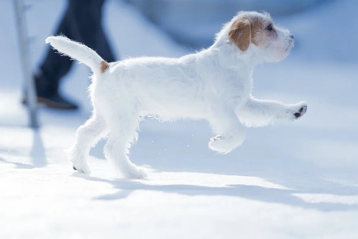 Сука 5. Lovely-Orange питомник джек рассел терьеров