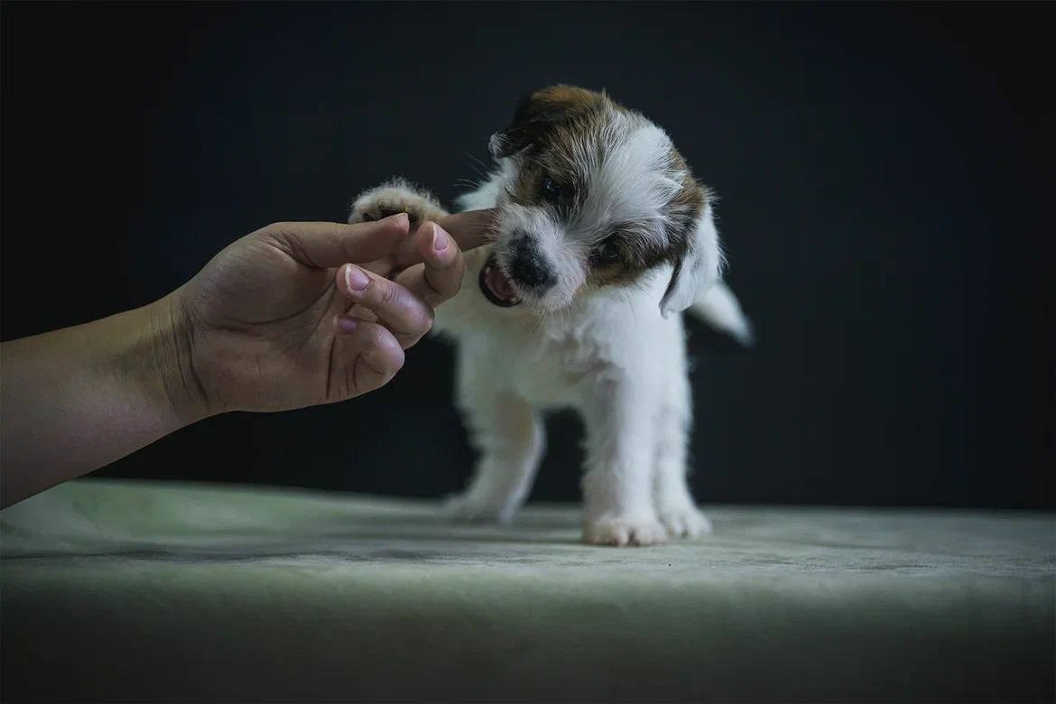 Сука 2. Lovely-Orange питомник джек рассел терьеров