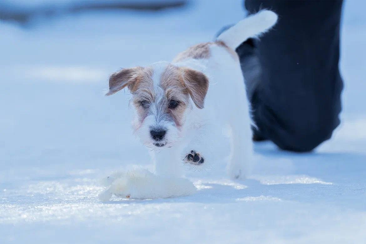 Сука 4. Lovely-Orange питомник джек рассел терьеров