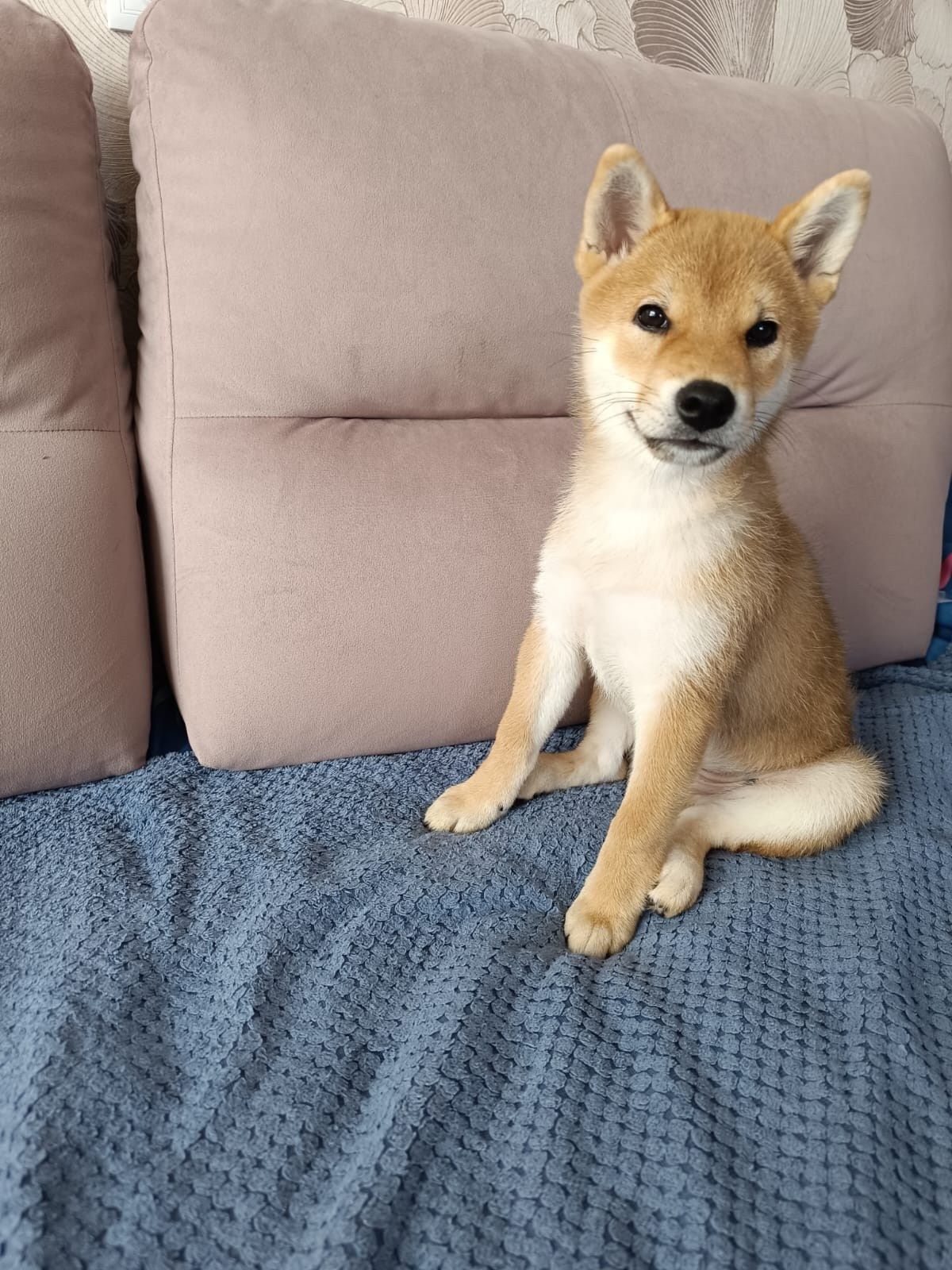 Сиба Rubylight Germes питомник Рубилайт