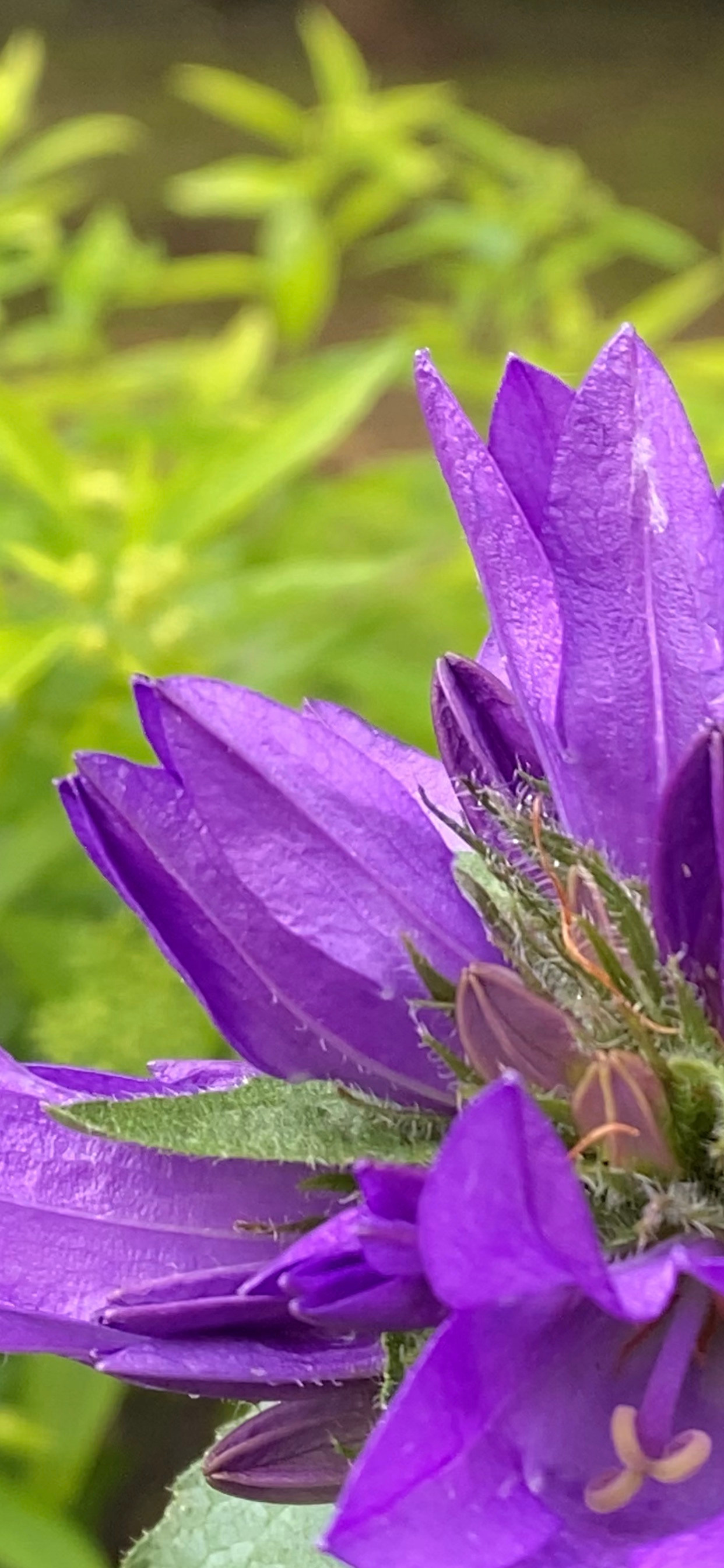 Макросъемка. Фотограф и видеограф в Ставрополе Инна Попова