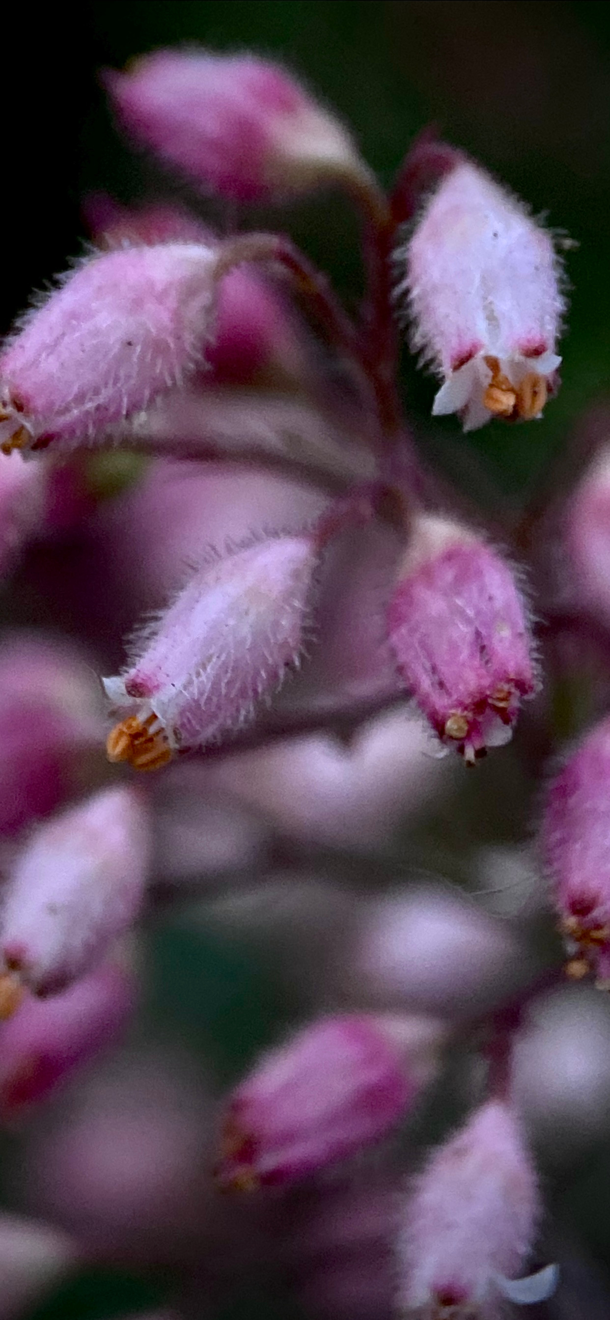 Макросъемка. Фотограф и видеограф в Ставрополе Инна Попова