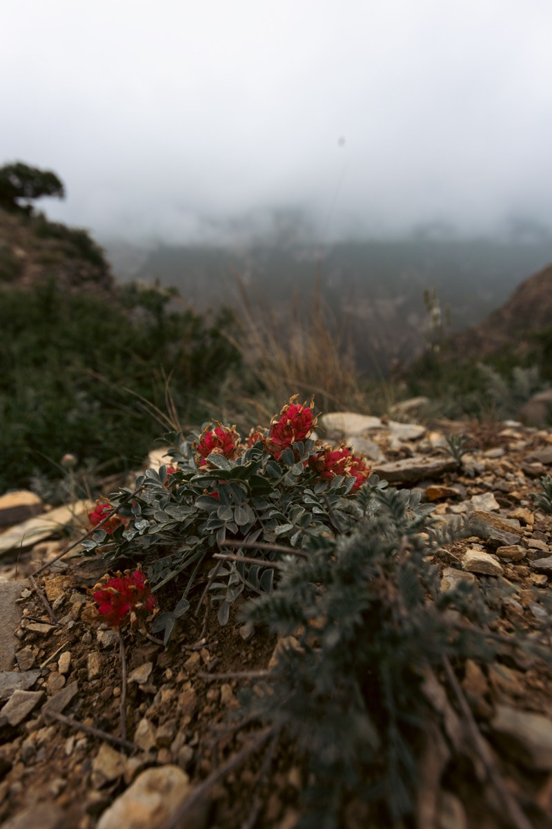 Сулакский каньон. Photomantis