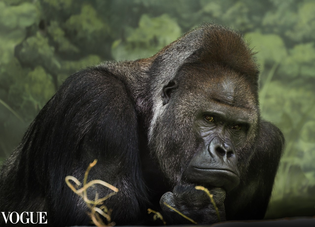 VOGUE. Репортажный, архитектурный, театральный и файн-арт фотограф Лена Мельникова в Москве