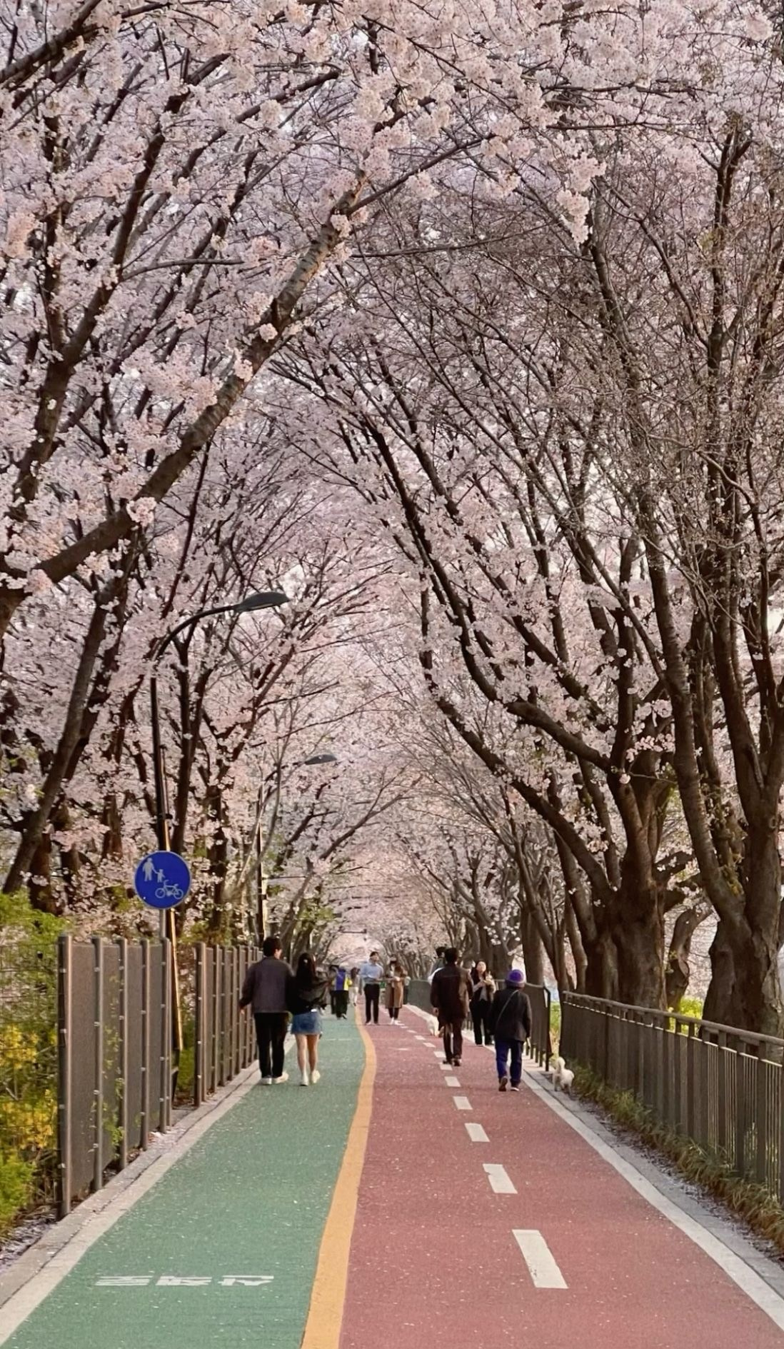 Spring sakura photoshoot locations guide Busan South Korea. Przewodnik po najlepszych miejscach kwitnienia wiśni w Busan w Korei Południowej