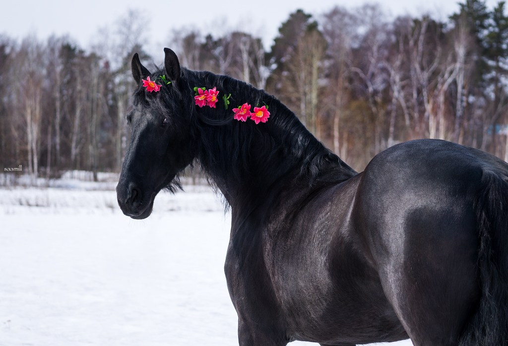 Life with horse. Saamill