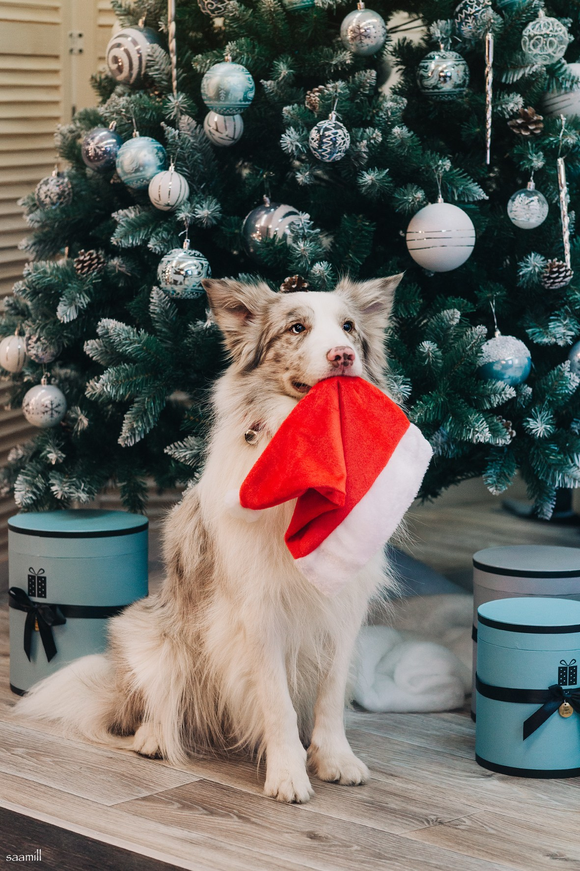 Life with dog. Saamill