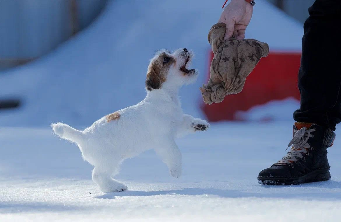 Сука 3. Lovely-Orange питомник джек рассел терьеров