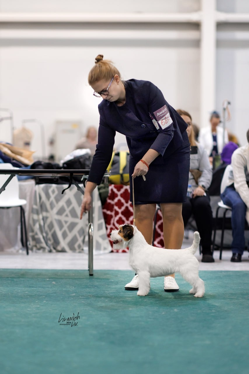Lovely-Orange Teriyaki. Lovely-Orange питомник джек рассел терьеров