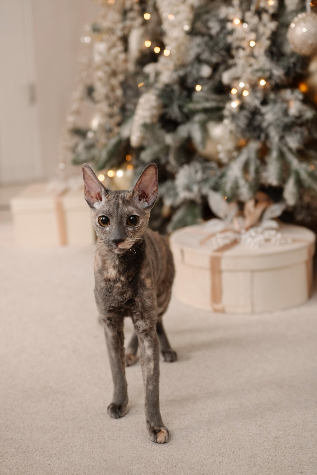 Семейная. Яна с дочкой. Свадебный и сеейный фотограф в Санкт-Петербурге Елена Худякова