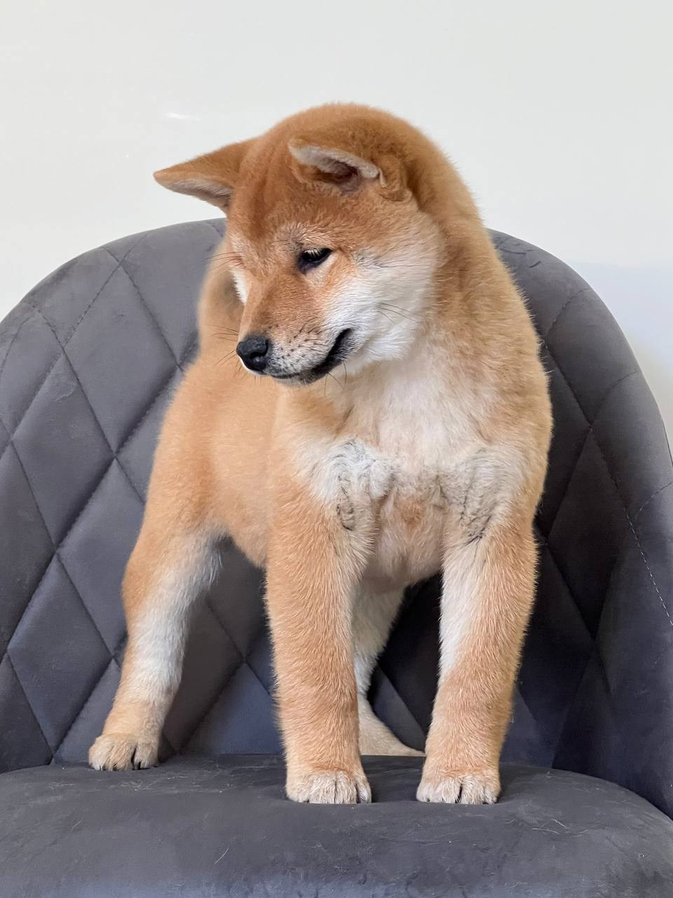 Сиба Rubylight Zoe питомник Рубилайт 