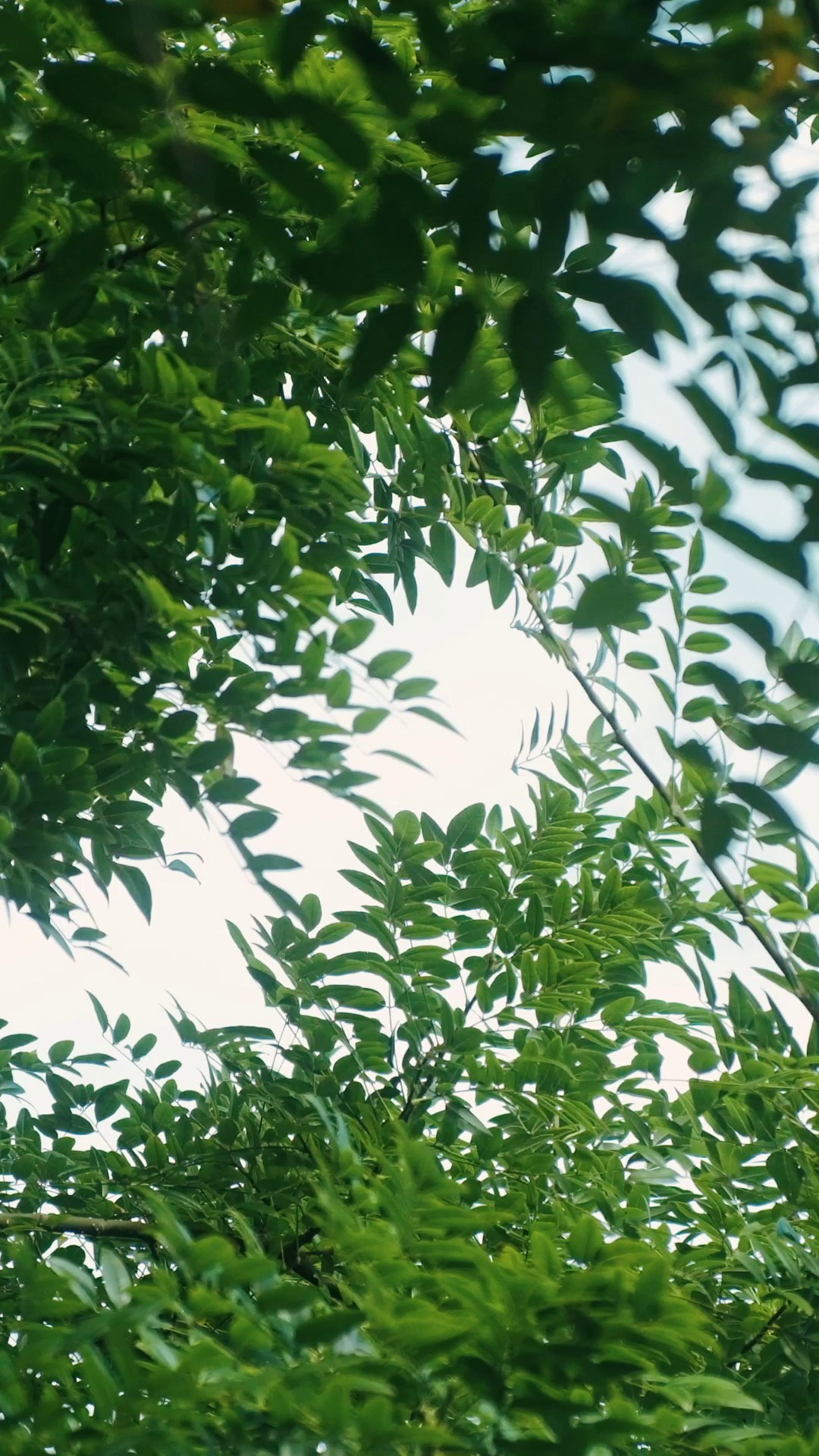 Свадебная фотосессия в Анапе. Фотограф и Видеограф Анапа, Новороссийск, Краснодар. Алина и Женя