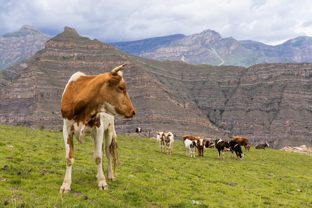 Животные. Photomantis