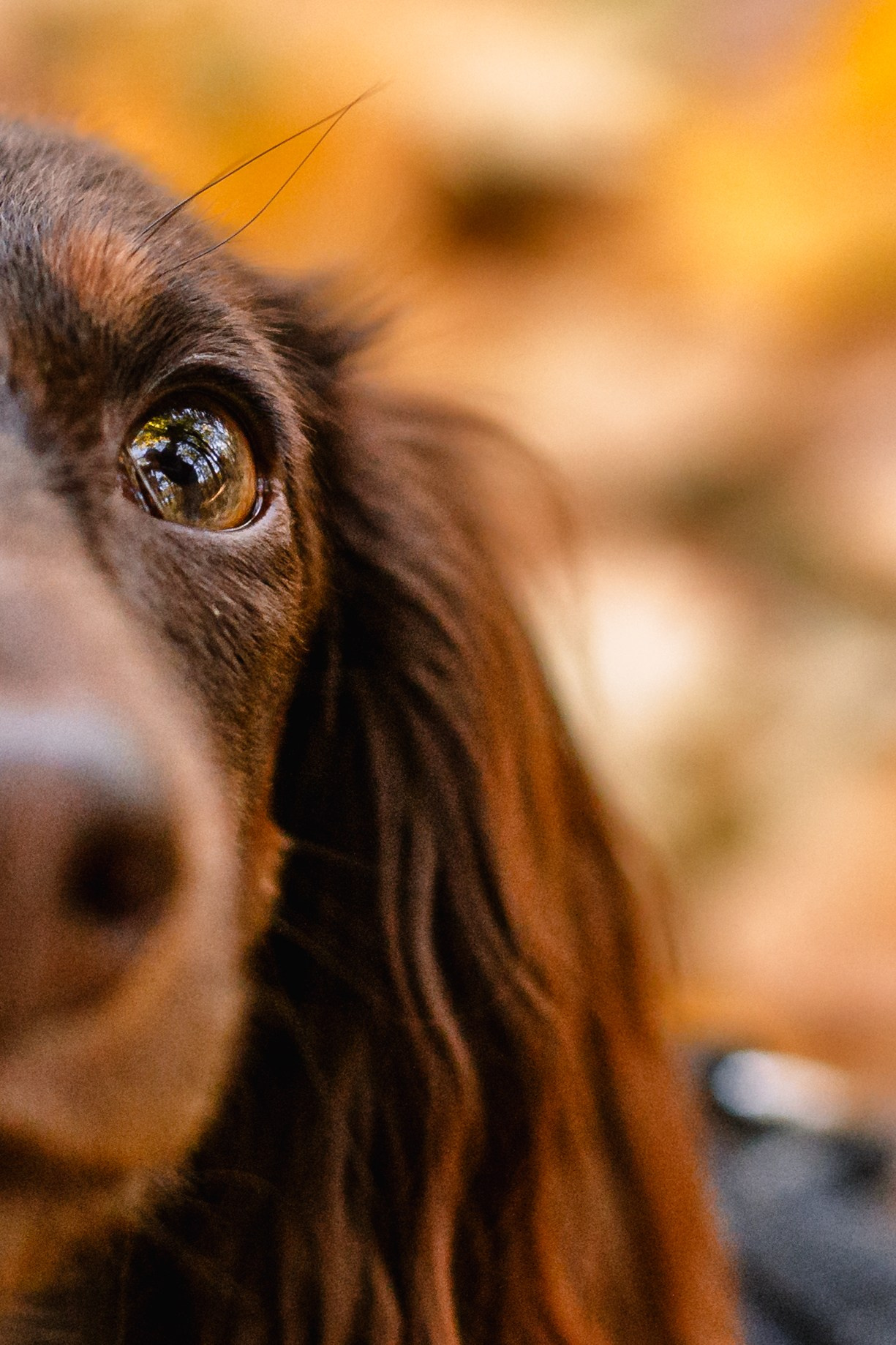 Света, Хайди, Богдана. Фотограф-анималист Татьяна Степанова