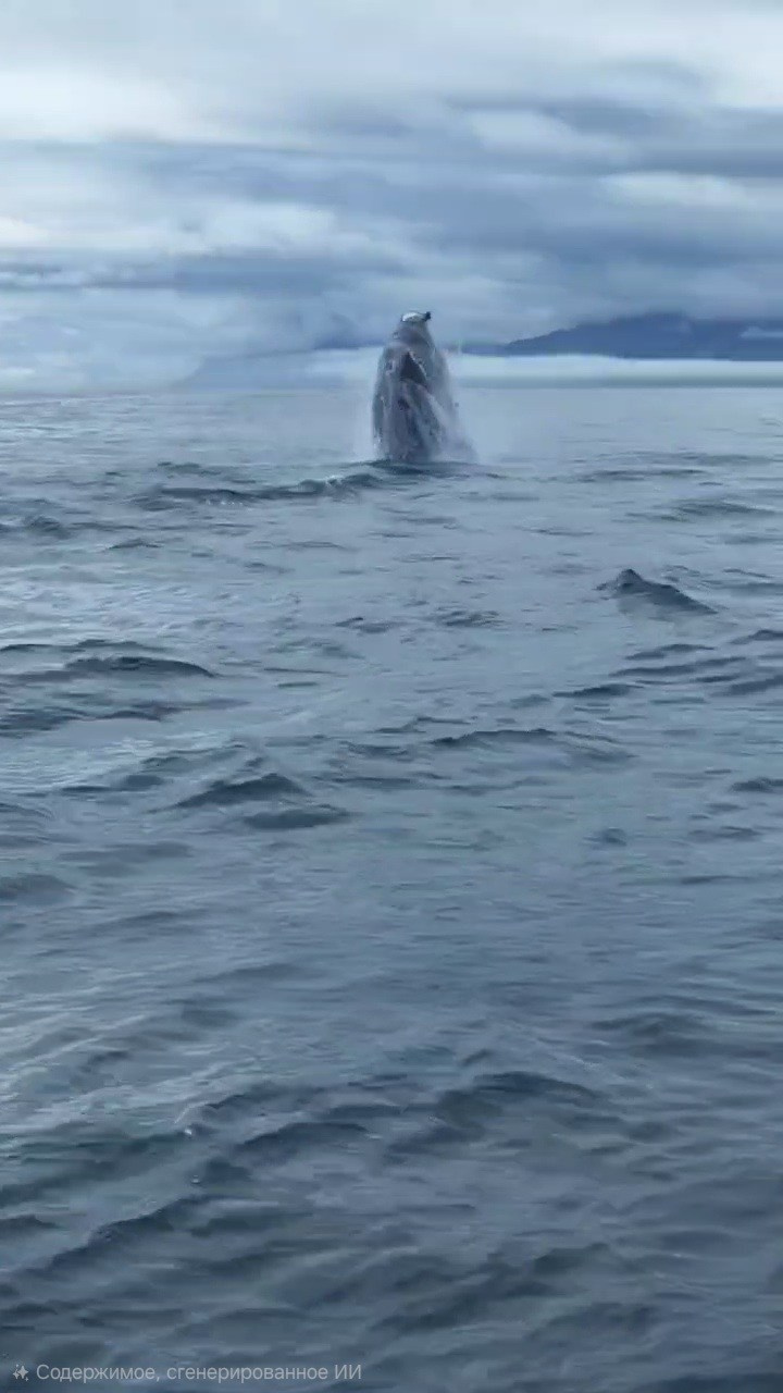 Морская прогулка к острову Старичков. Экскурсионные туры по Камчатке