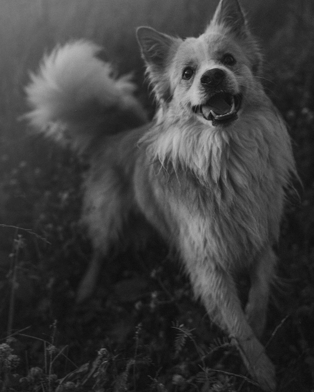 Рина и Марси. Фотограф анималист в Москве и Санкт-Петербурге Свиридова Анна