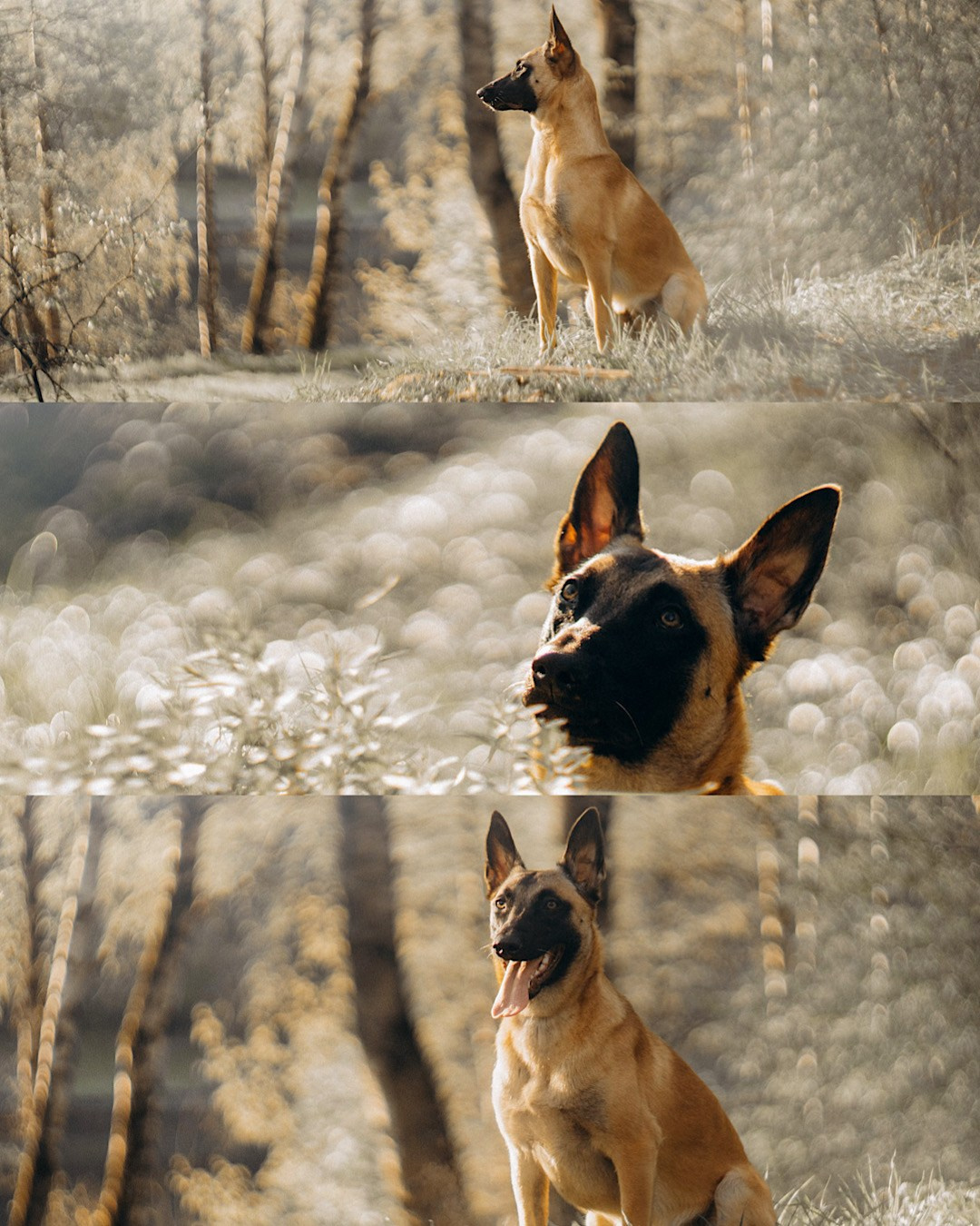 Наталья, Сергей и Уна. Фотограф анималист в Москве и Санкт-Петербурге Свиридова Анна