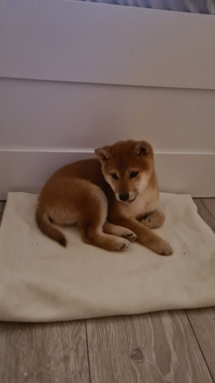 Сиба Rubylight Emma питомник Рубилайт 