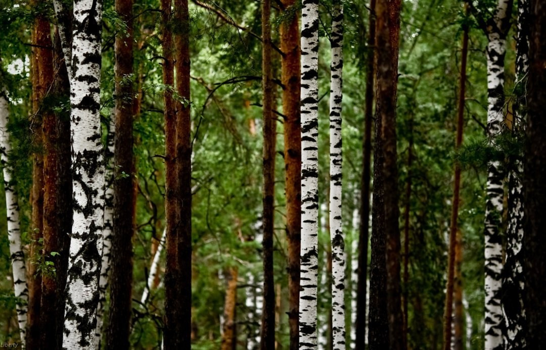 Моменты 2011-2016. Анастасия Либерти