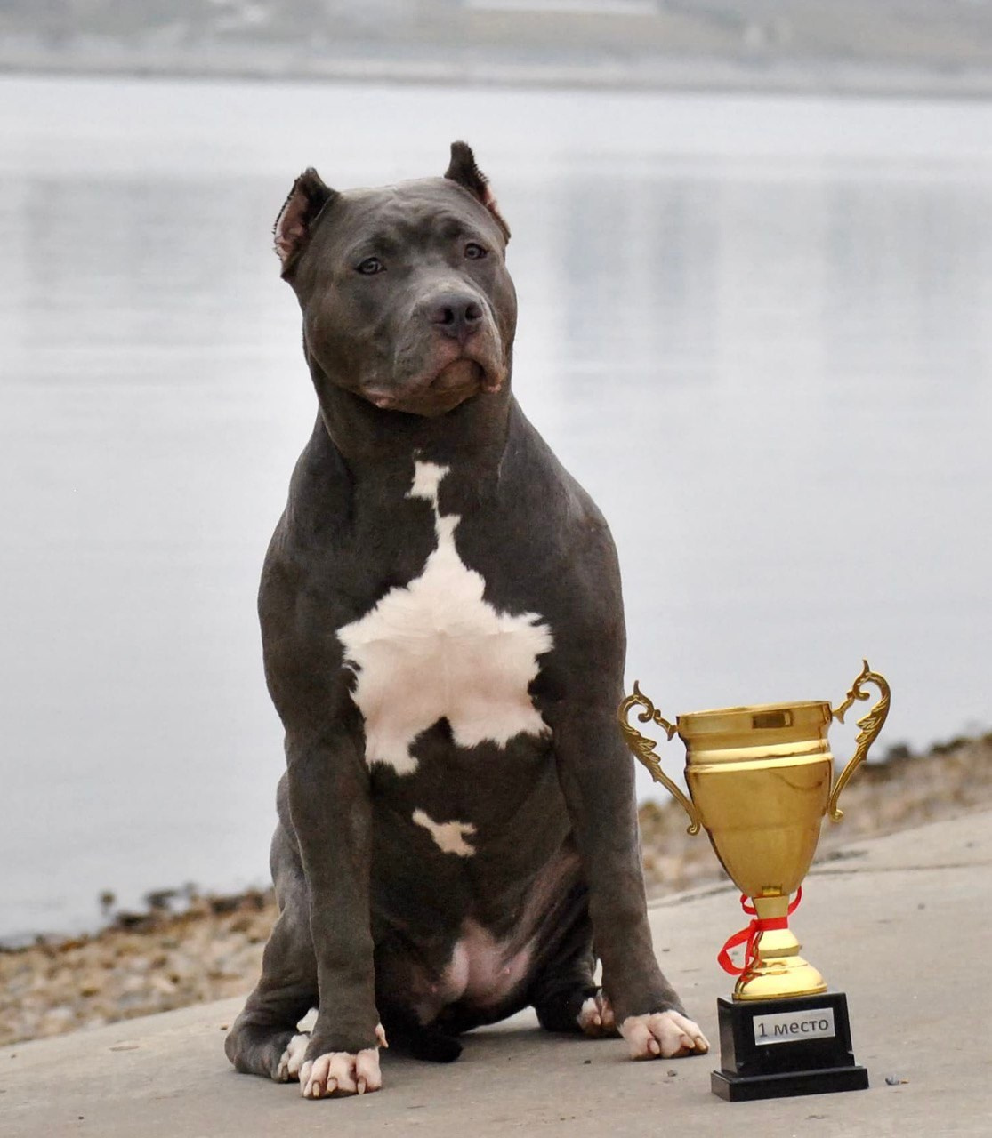 UPB’s Queenie & Zeus. 16.04.24. Американские булли XL в г. Калининград. Питомник Great Bully UNIVERSE