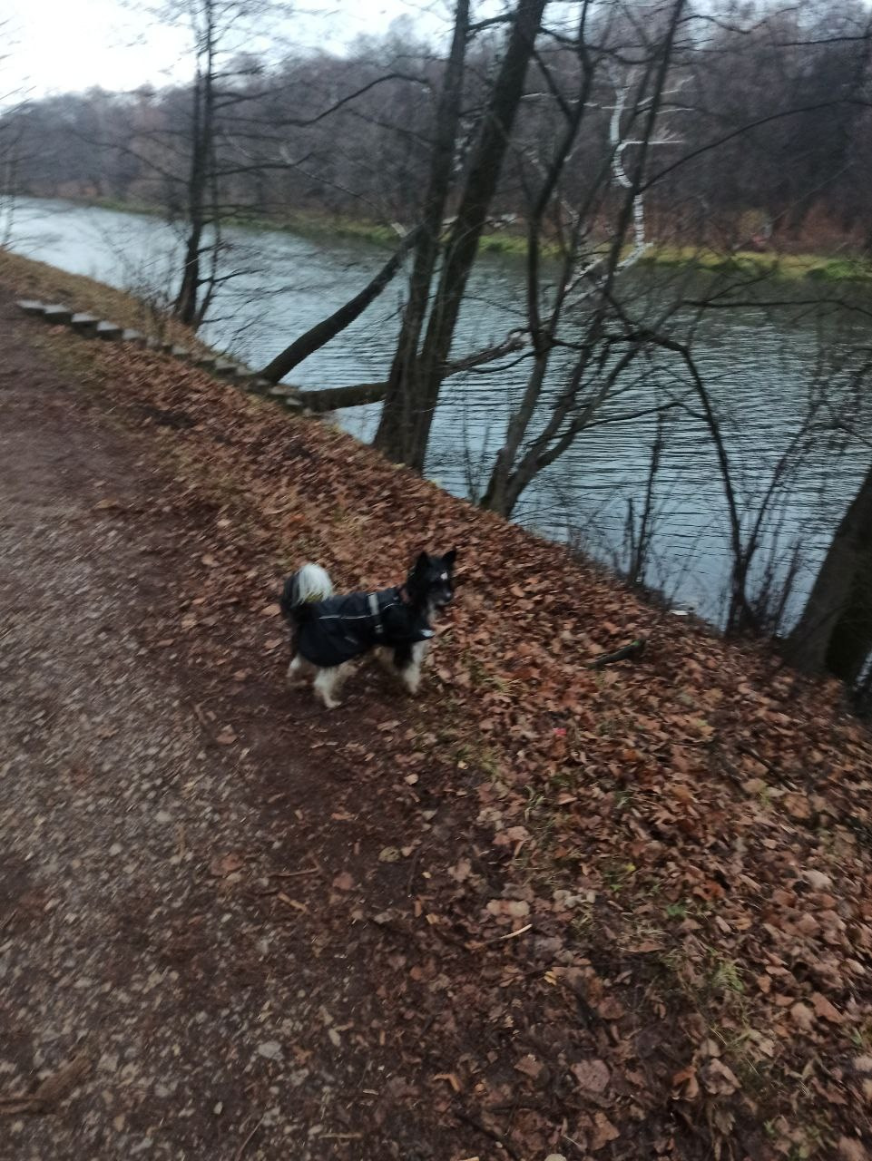 Рейко сынок Честера. Питомник китайских хохлатых собак Poale Ell: купить щенка в питомнике
