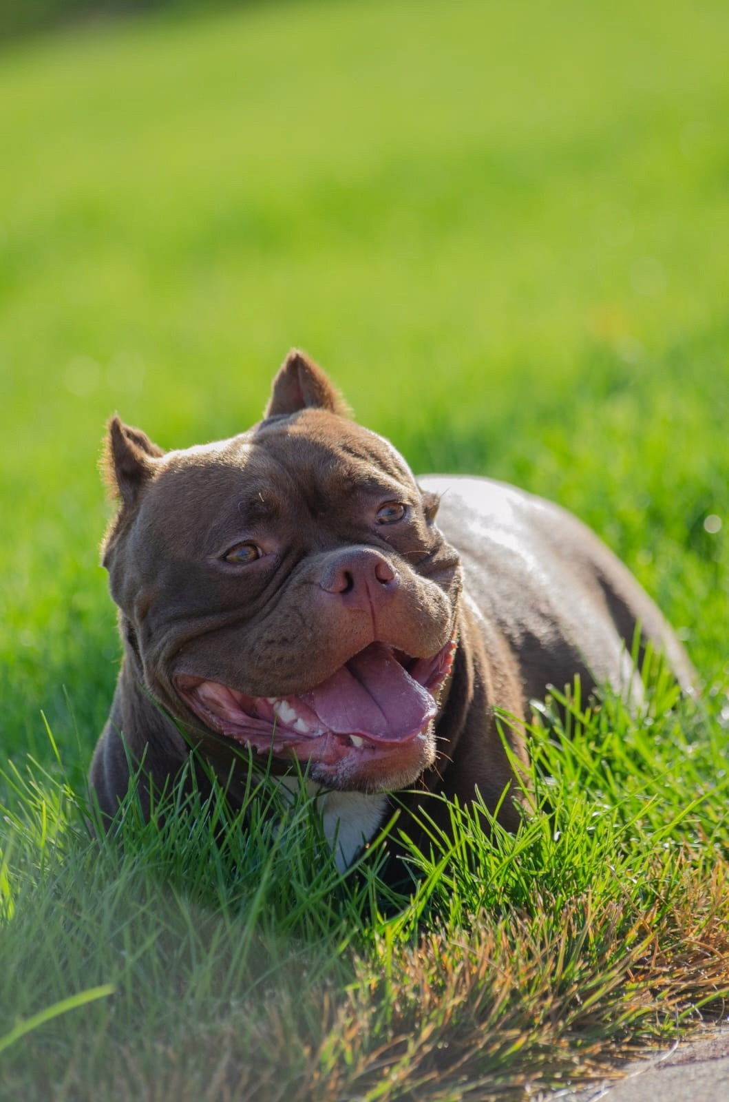 Шоколадный окрас у American Bully