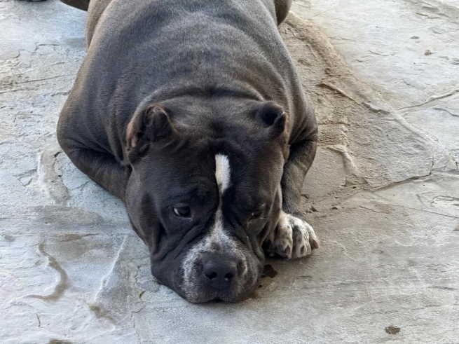 вязка булли в Краснодаре