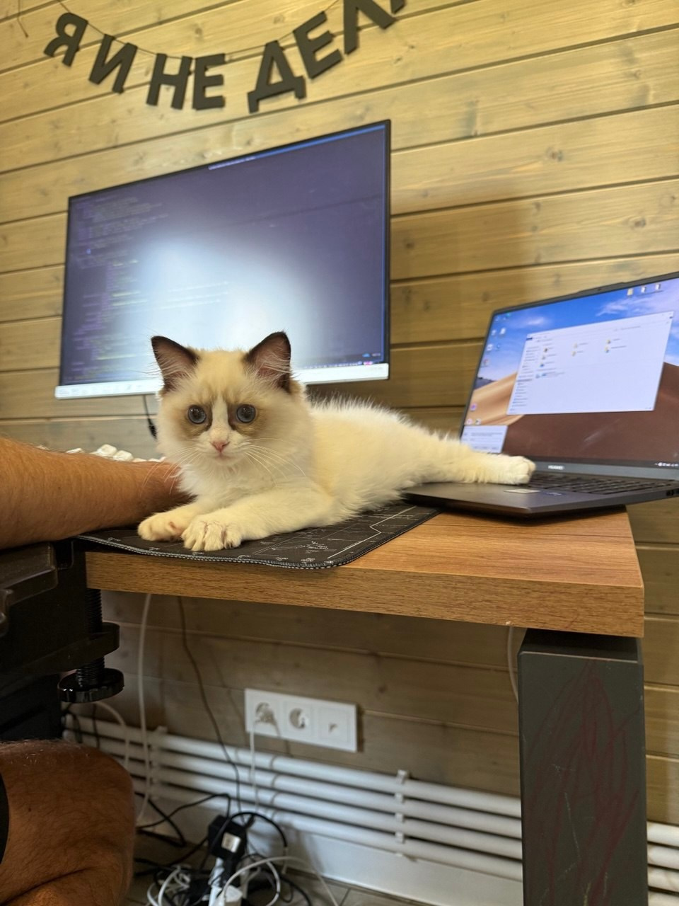 Выпускники Loyal Adore. Питомник рэгдолл Loyal Adore