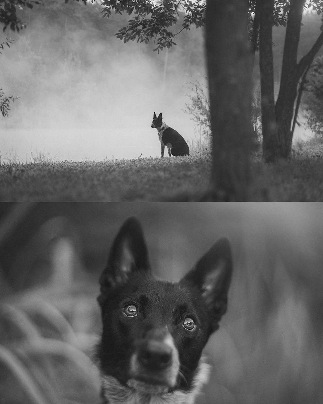 Катя, Сергей и Флинт. Фотограф анималист в Москве и Санкт-Петербурге Свиридова Анна